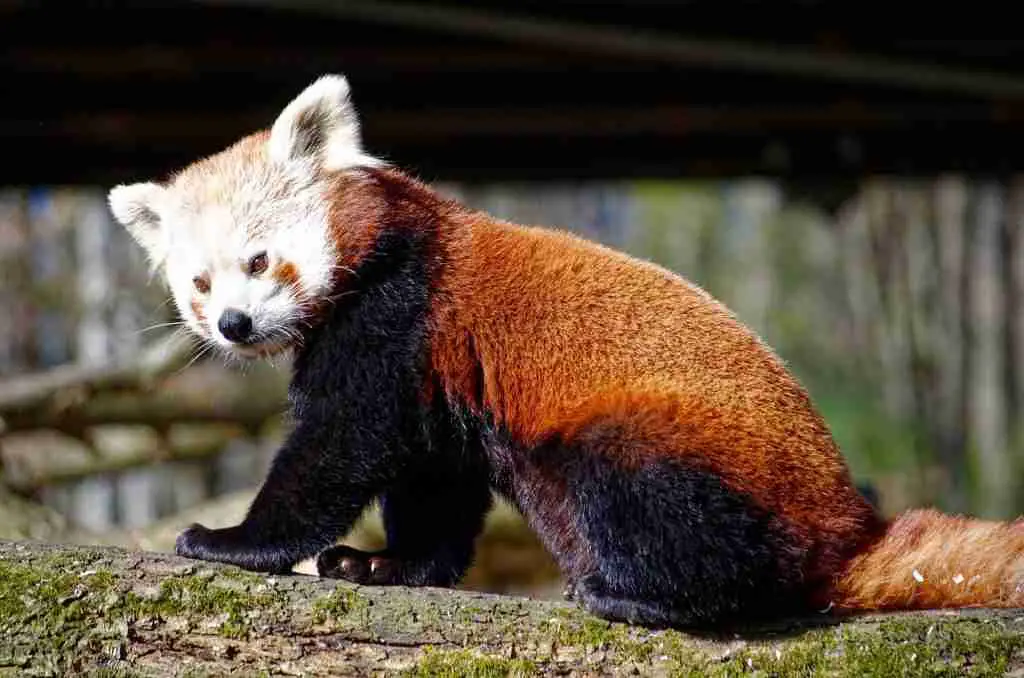 A red panda in the zoo
