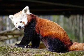 What Is A Red Panda? (Size, Weight, Lifespan and More)