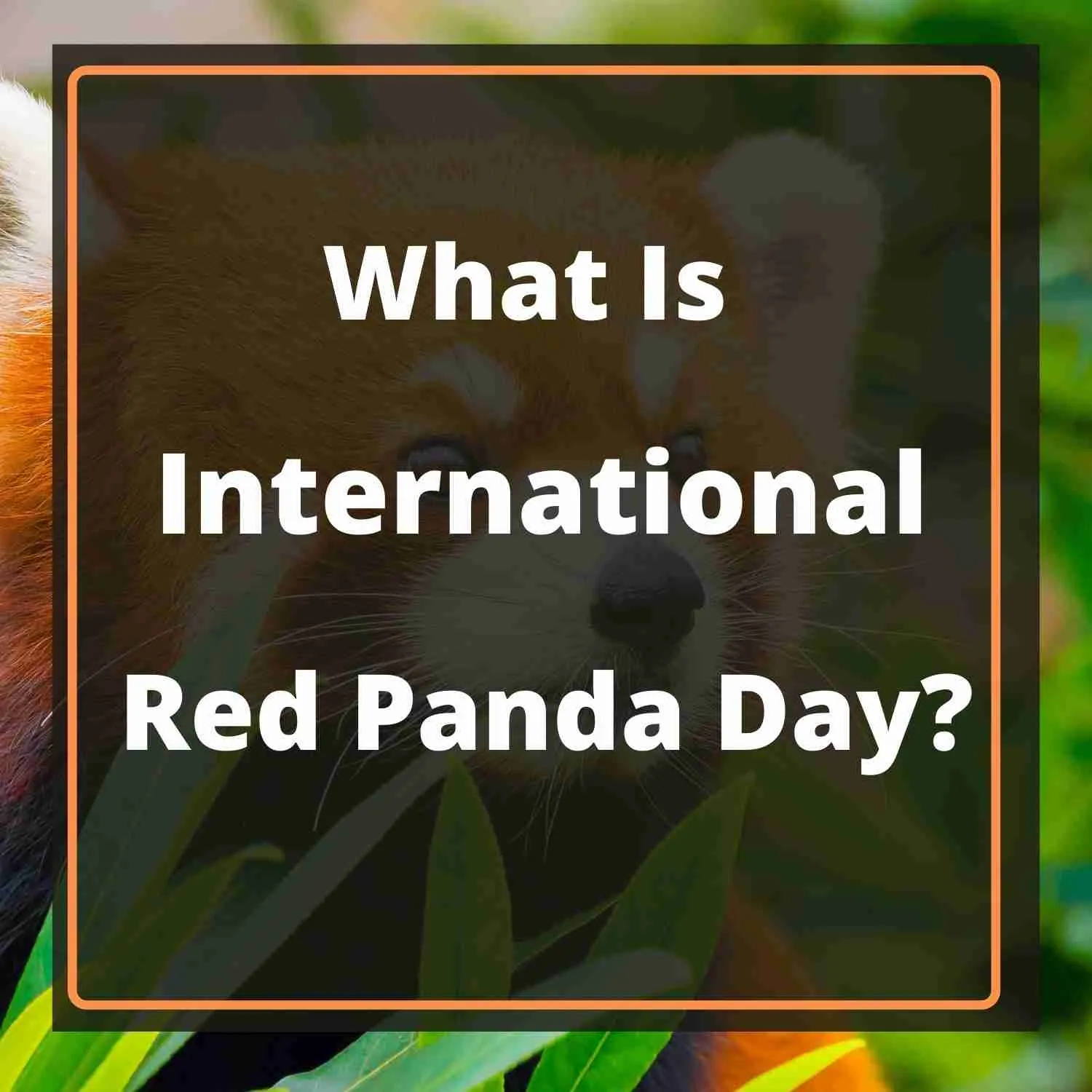 What is International Red Panda Day? [Explained]