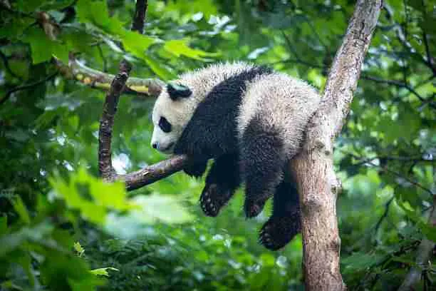 Ginat Panda on a Tree Branch High Above the forest Ground