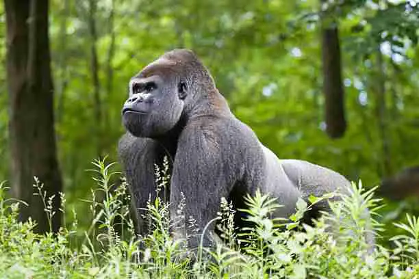 A Heavy Adult Male Silverback Gorilla