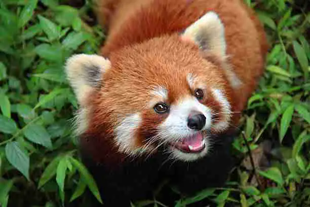 Red Pandas' Fur