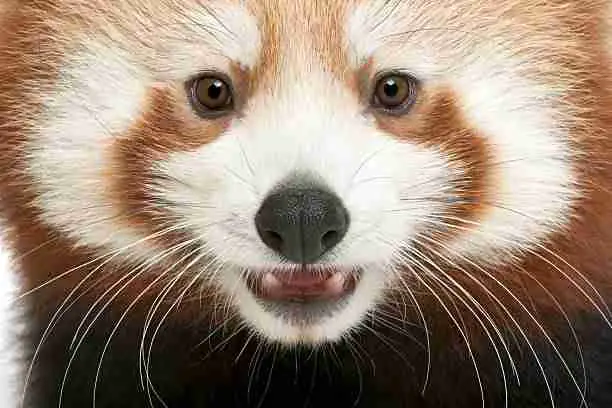 Red Pandas'Whiskers