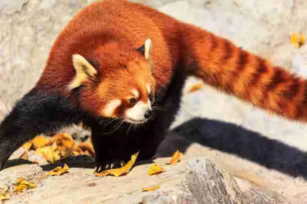 A Chinese Red Panda