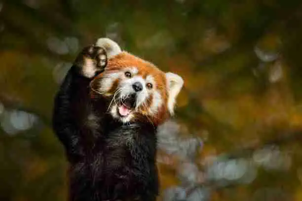 Red Pandas - Creatures with Unique Qualities