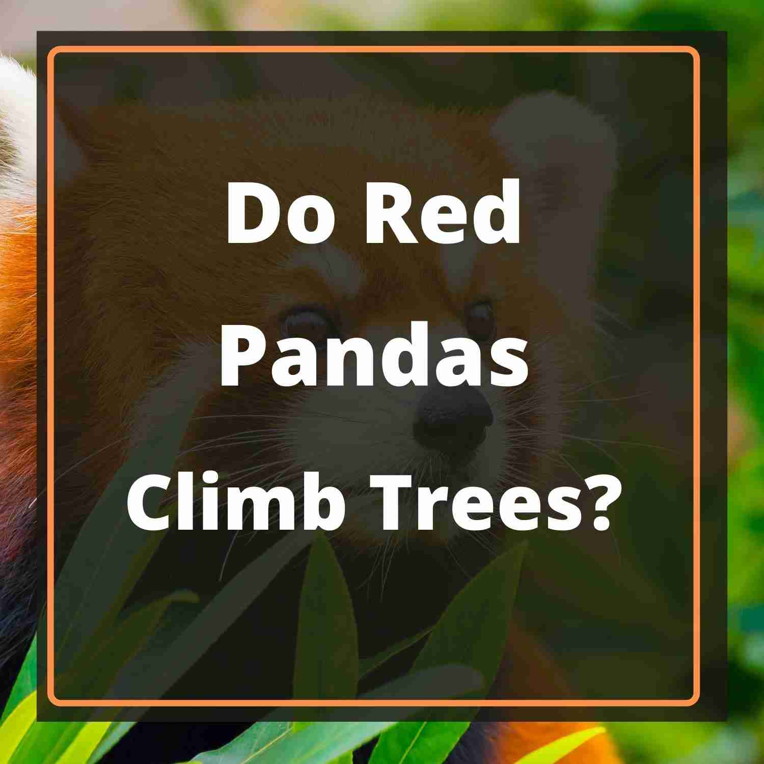 Do Red Pandas Climb Trees 8 Common Trees They Climb