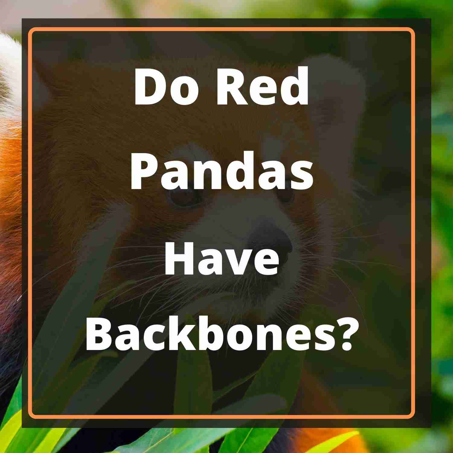 do-red-pandas-have-backbones-solved