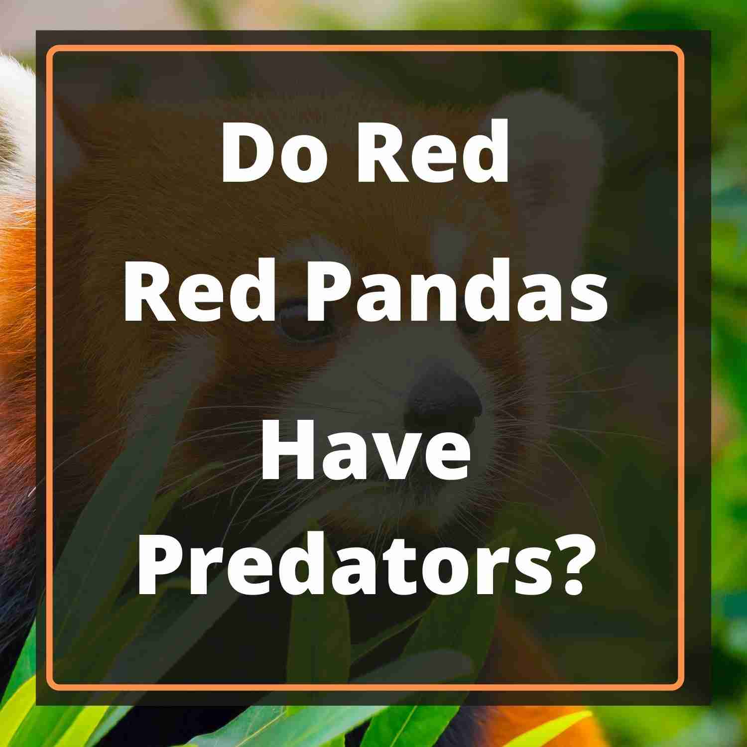 Does The Red Panda Have Any Predators?