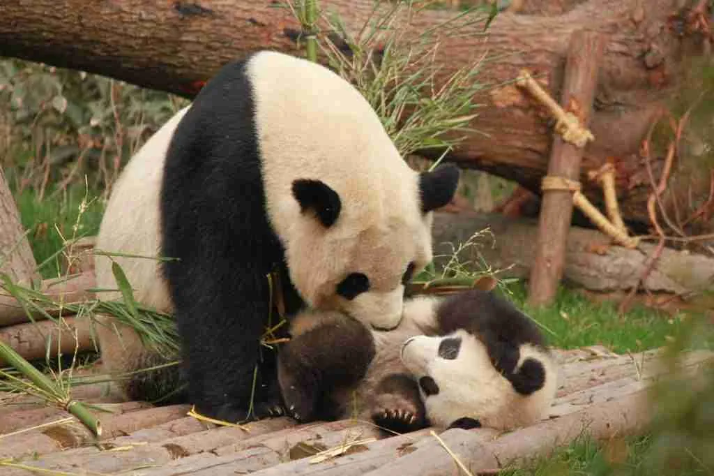 A mother panda playing with her cub
