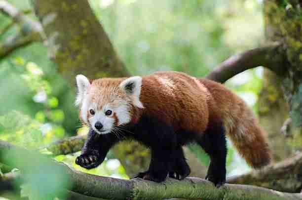 Red Panda Climbing a Tree