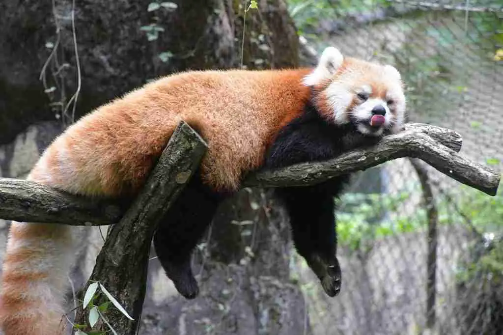 A red panda sleeping on a tree during the day