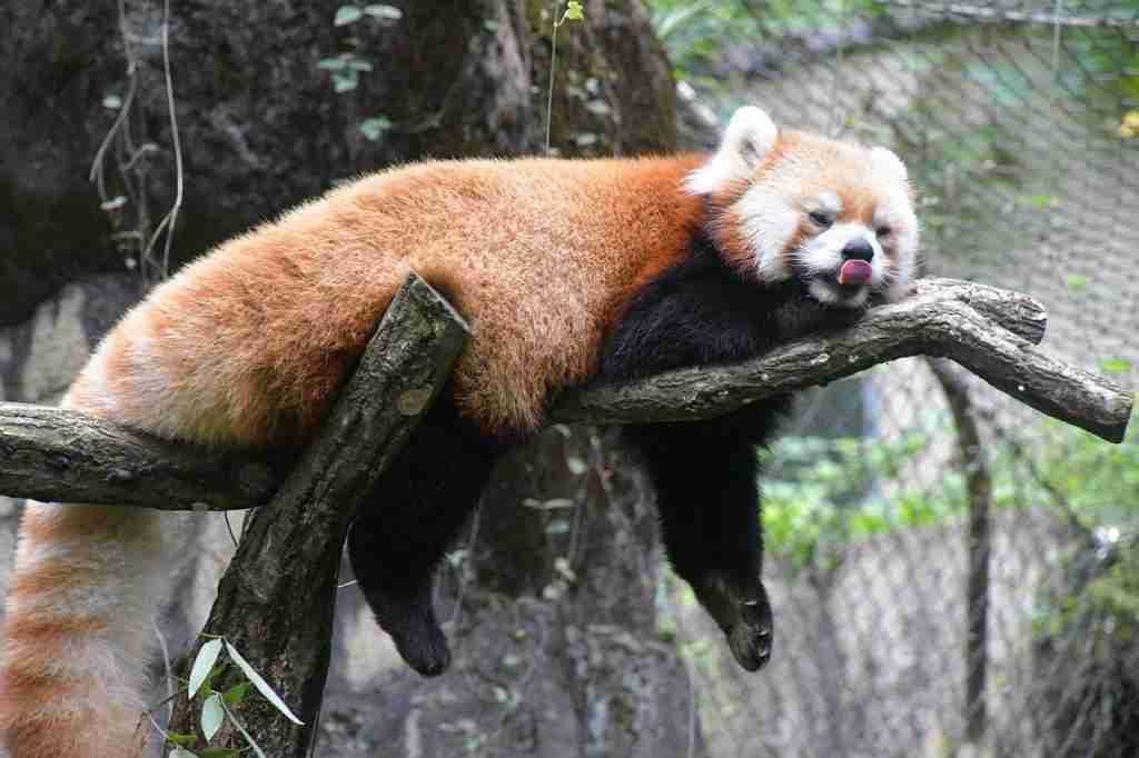 A red panda sleeping on a tree during the day