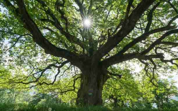 Oak Tree - A Tree Red Pandas Climb