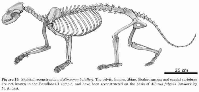 Red Pandas Have Backbones