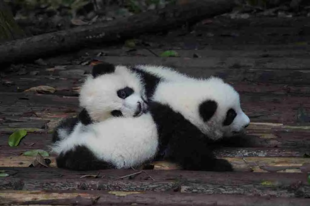 Two Cute Panda Cubs