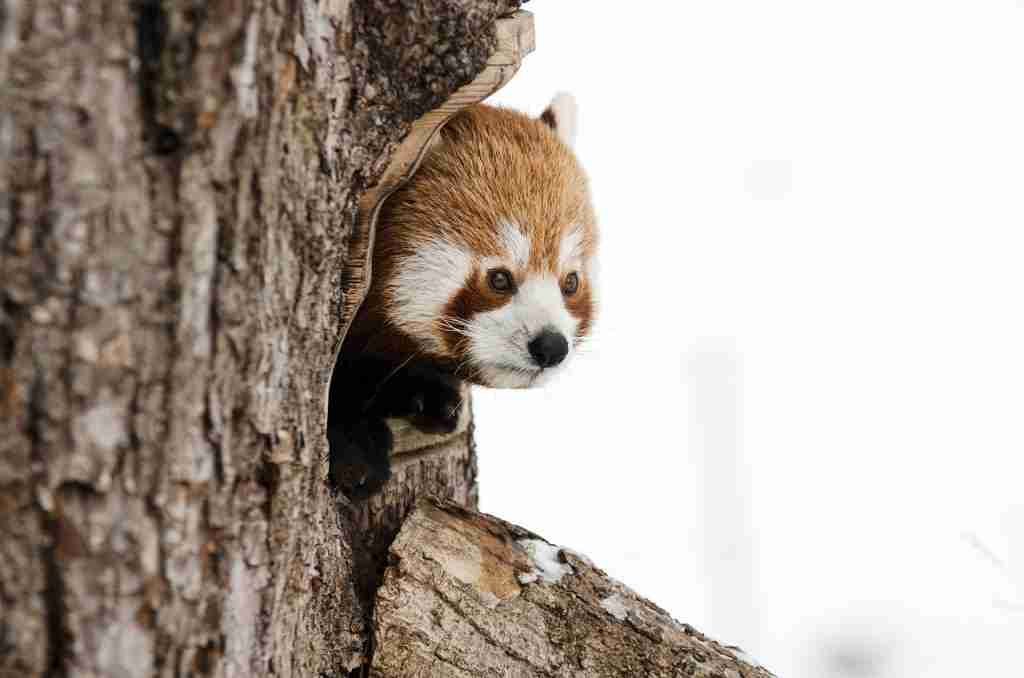 A red panda hiding inside
 a tree