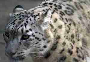 Giant Panda VS Snow Leopard - Who Will Win? (Must Read!)