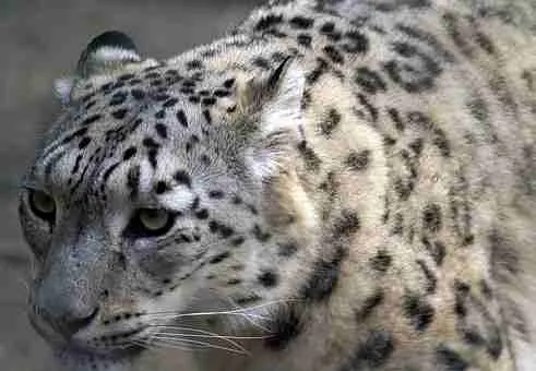 Snow Leopard - Predators to Giant Panda Cubs