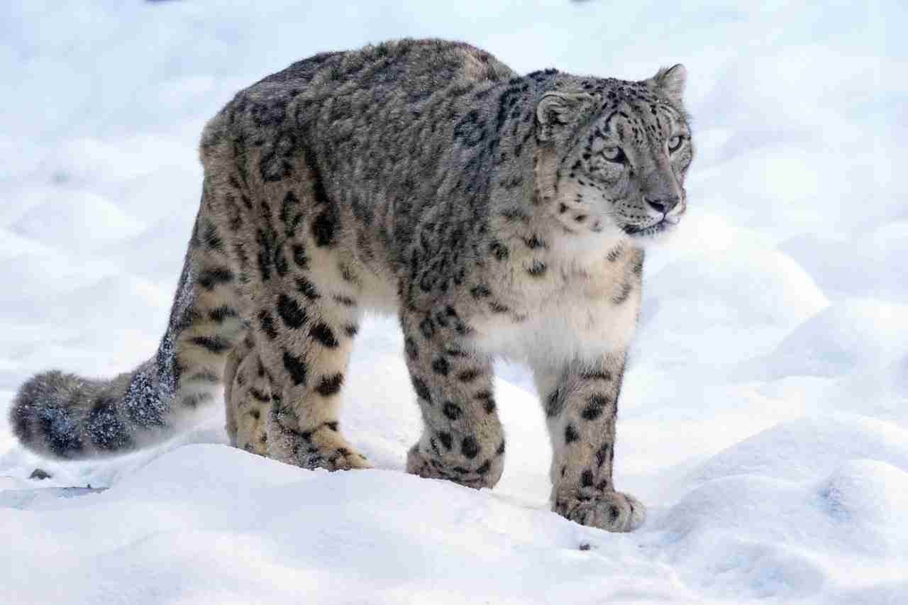 snow leopards that hunt red pandas