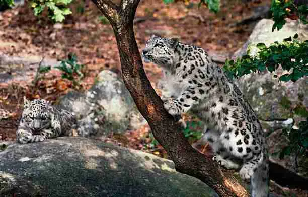 Snow Leopard Climbing a Tree