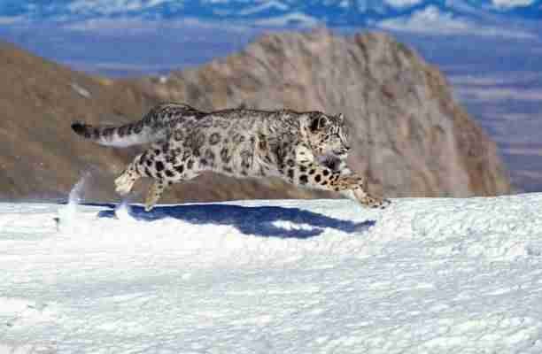 Snow Leopard Running