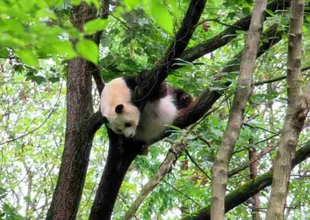 Giant Panda on a Tree