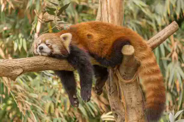 Red Panda on a Tree Branch