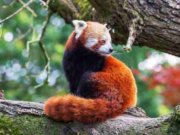 A Red Panda's Flexible Back