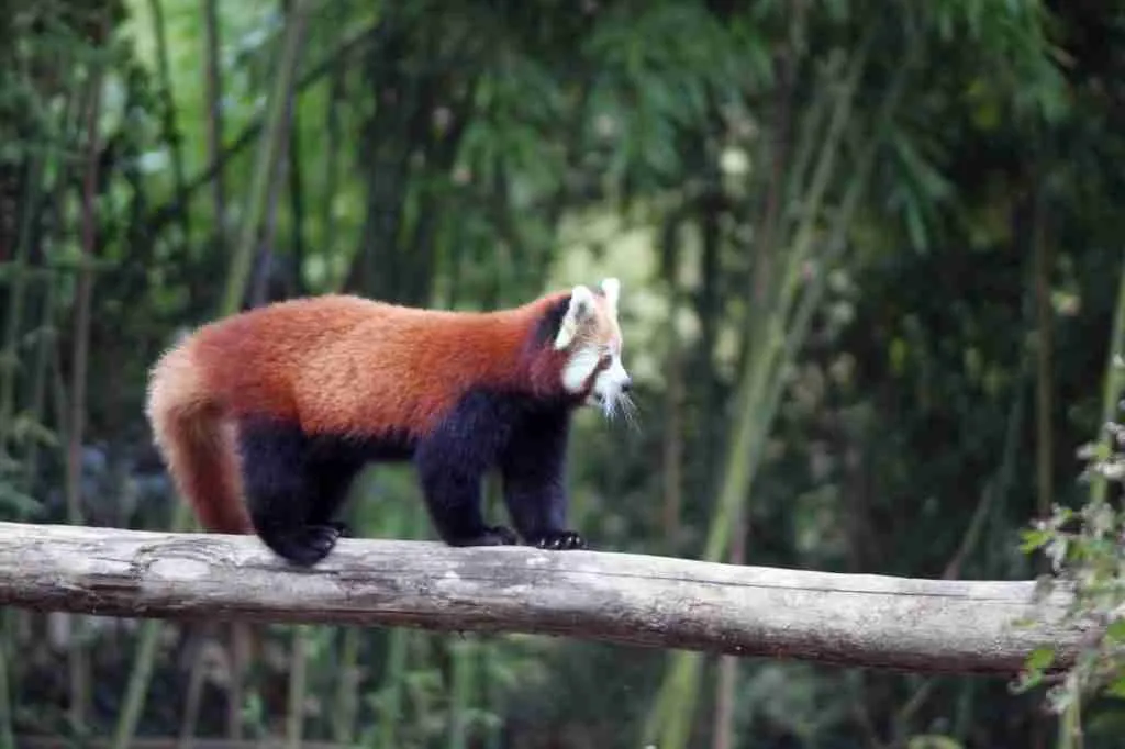 A Red Panda Walking On a Tree