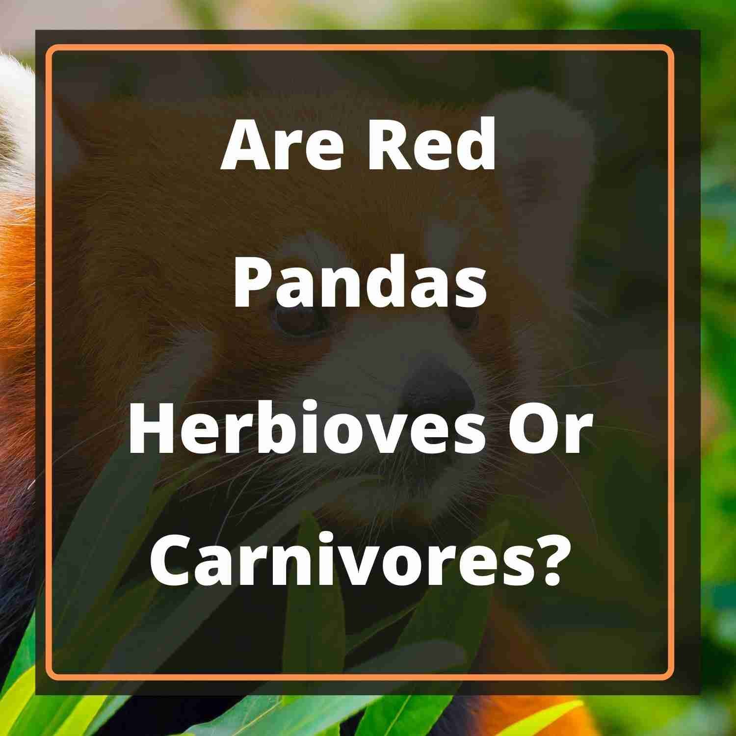 Are Red Pandas Herbivores or Carnivores? (Solved!)