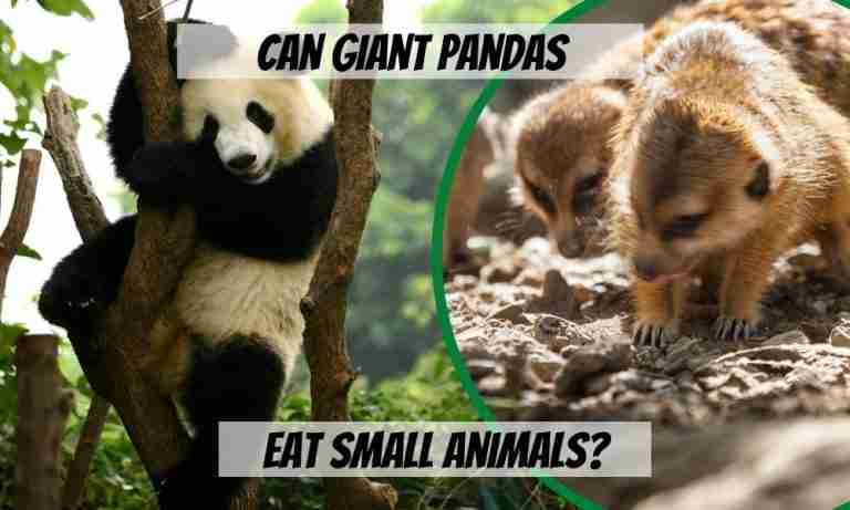 Can Giant Pandas Eat Meat or Small Animals? (Explained)