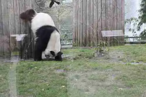 A Picture of Giant Panda Doing Handstand While Peeing
