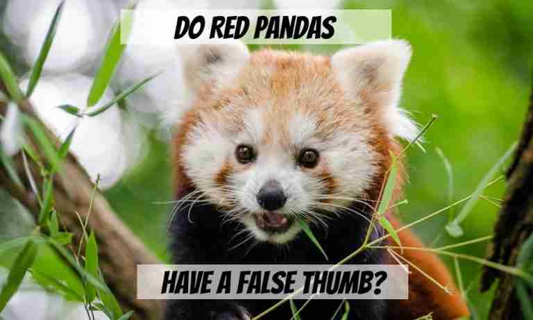 Do Red Pandas Have a False Thumb? (Solved & Explained!)