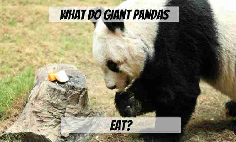 What Do Giant Pandas Eat - a Guide to Panda's Diet