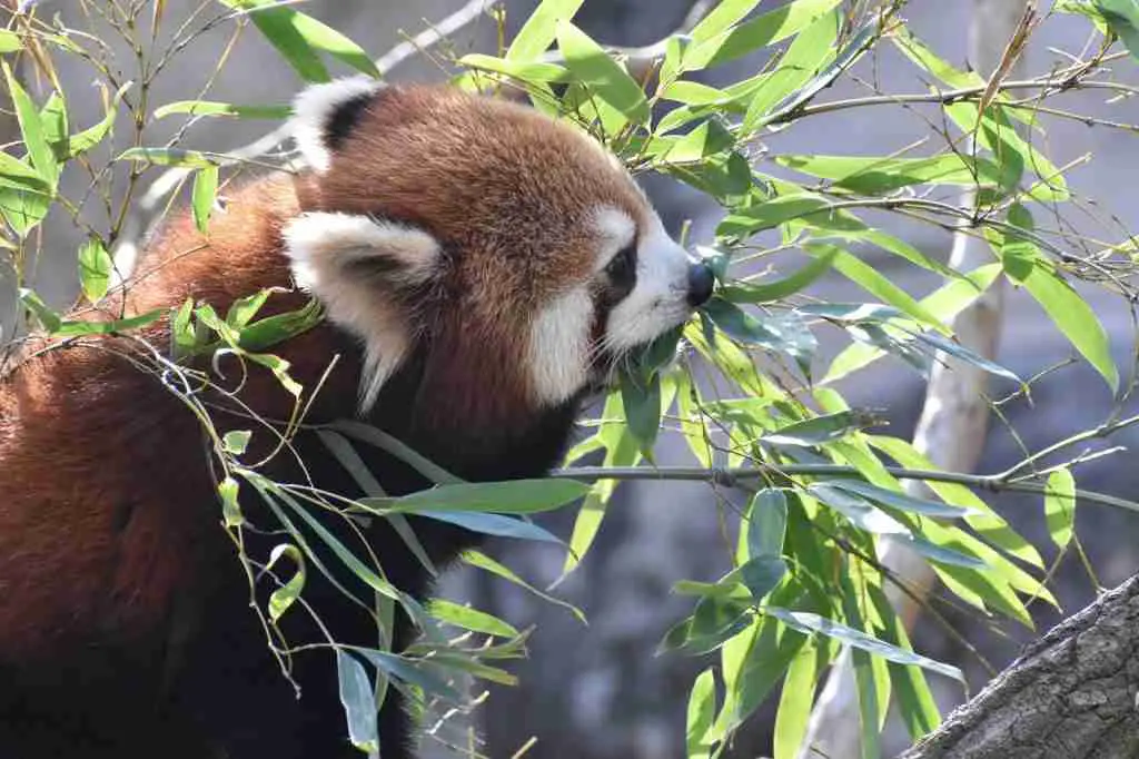 A Red Panda Eating Bamboo Leaves