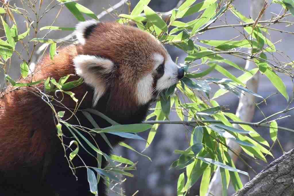 A Red Panda Eating Bamboo Leaves