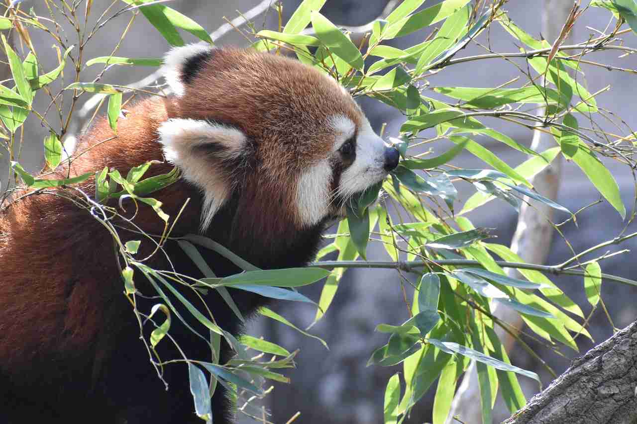 7 Amazing Things Red Pandas Can Do (Must Read!)