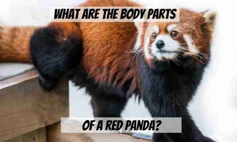 What Are The Body Parts of a Red Panda? (Explained)