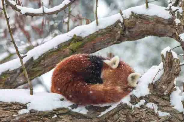 Red Panda in Cold Habitat in the Wild