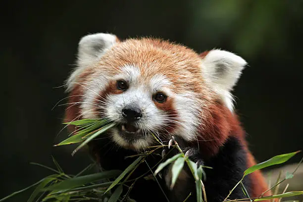 Red Panda Eating Bamboo as Herbivores