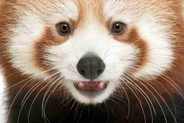 Red Pandas Have Whiskers