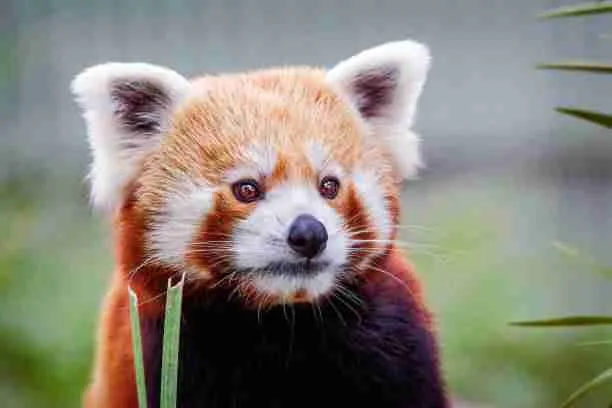 Red Pandas Have Ears