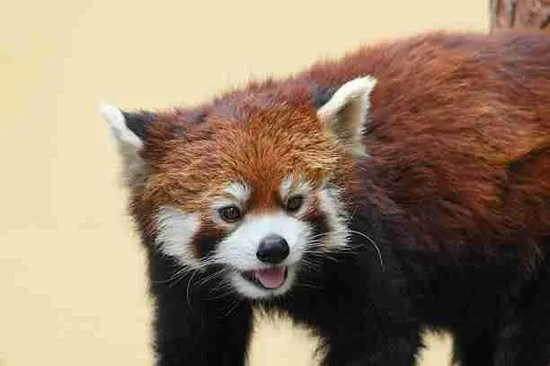 Red Pandas Have Furs