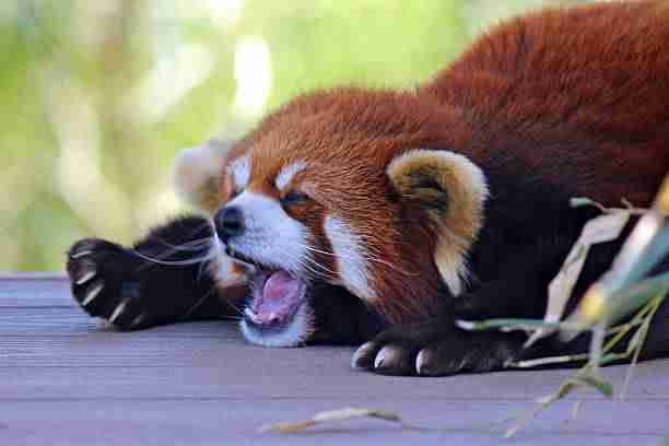 A Red Panda's Mouth Open with Sharp Teeth