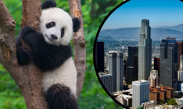 Are There Giant Pandas in LA (Los Angeles) Zoo? - Solved!
