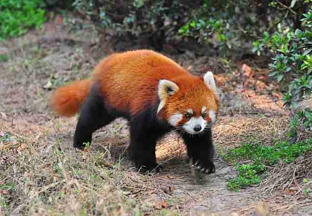 Red Panda Living Alone in the Wild