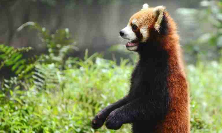 How Do Red Pandas Protect Themselves? – 3 Unique Ways