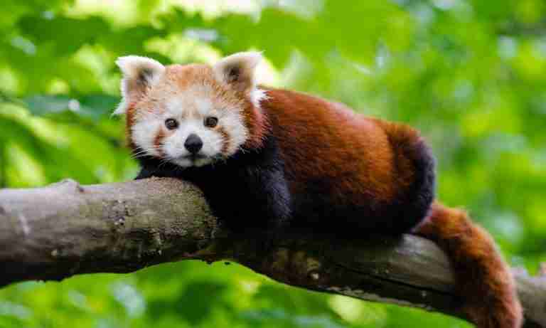 How Much Does A Red Panda Cost? (Solved)