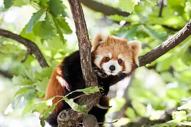 A Red Panda on Top of a Tree