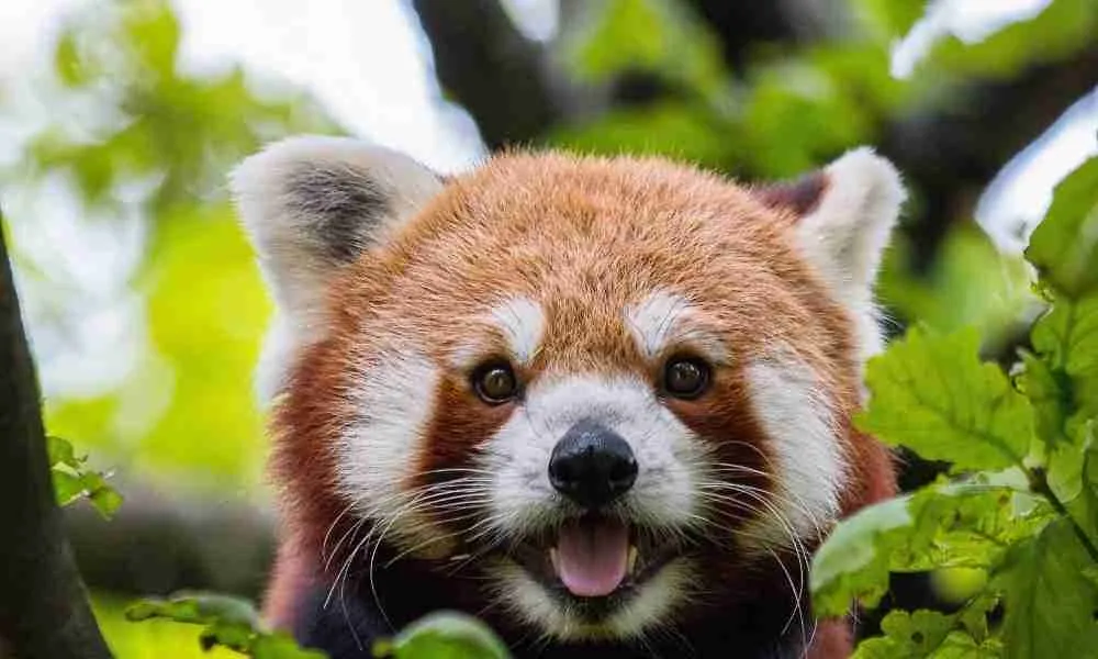 Red Pandas has no black markings on their face